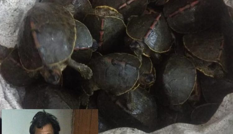 UP STF Arrest Turtle Smuggling Gang