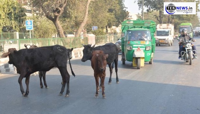 Cow owners will have to pay more to release their cows : NOIDA Authority