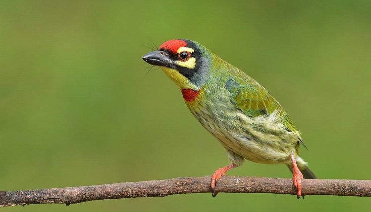 COPPERSMITH-BARBET-Anantha-Murthy